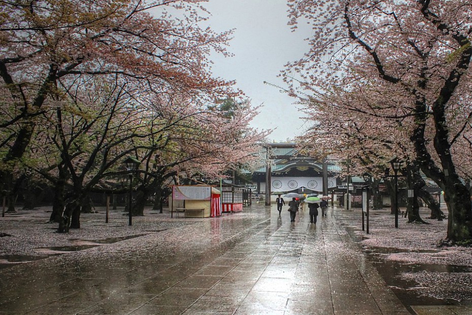 Sakury v areálu svatyně Jasukuni